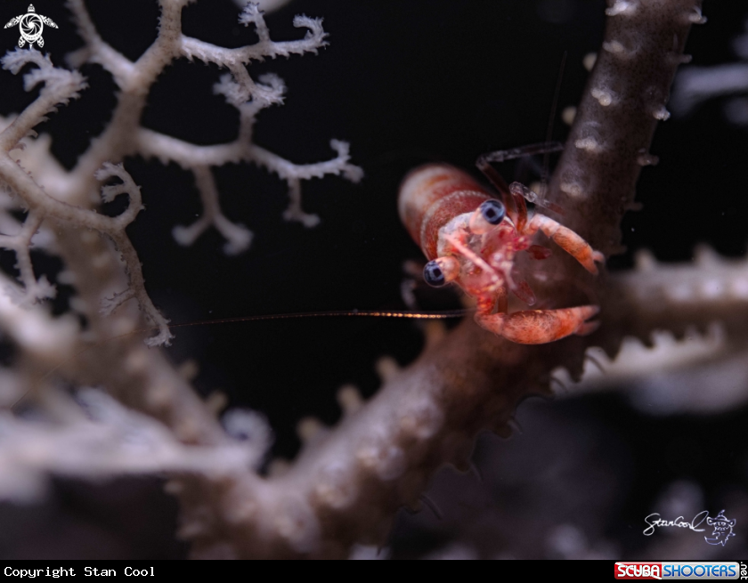 A basket shrimp