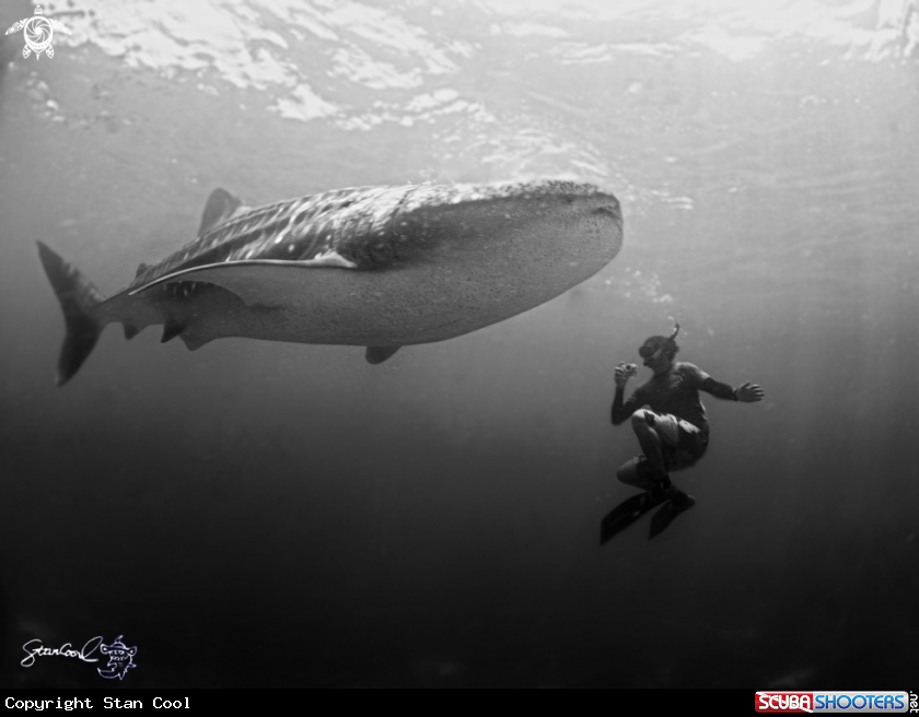 A Whale Shark