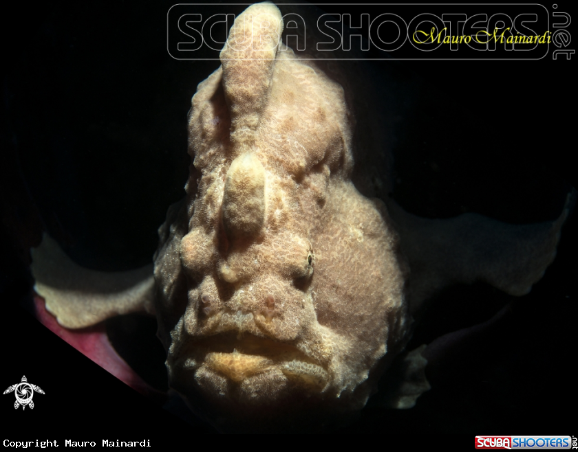 A Frogfish