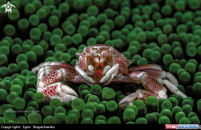 A Porcelain crab