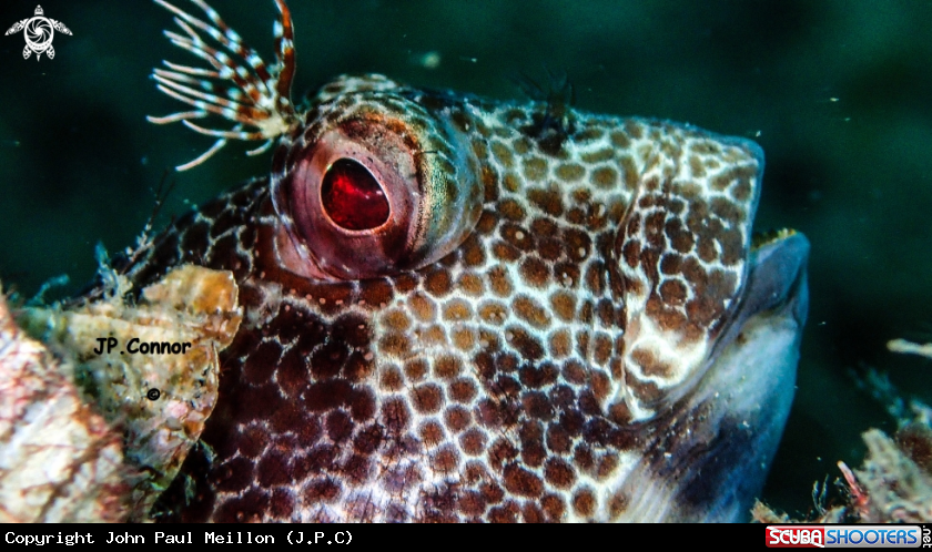 A BLENNIE PILICORNE
