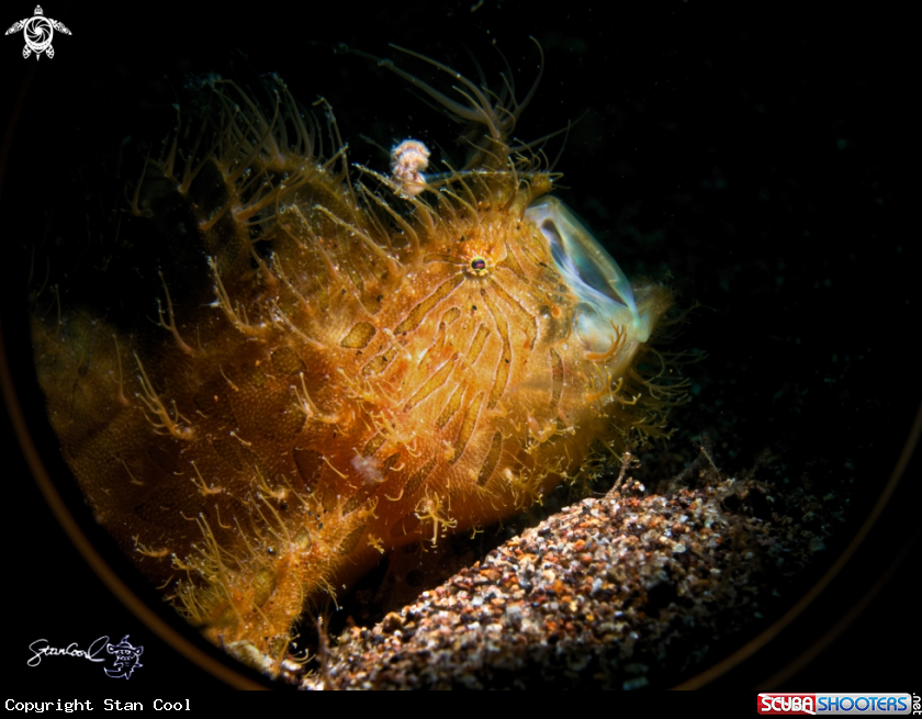 A Hairy frog fish
