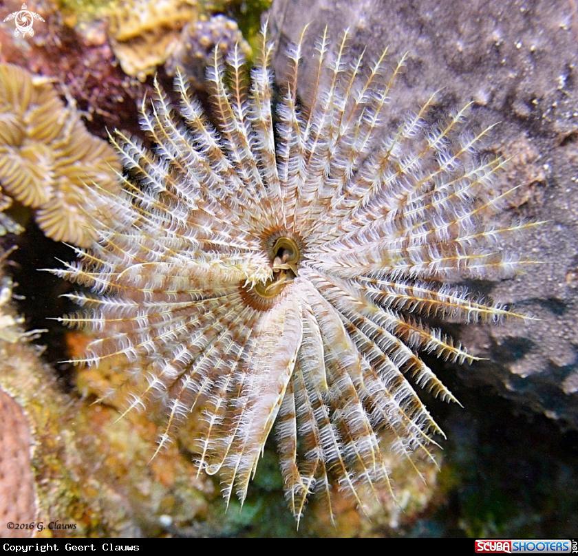 A Tube Worm