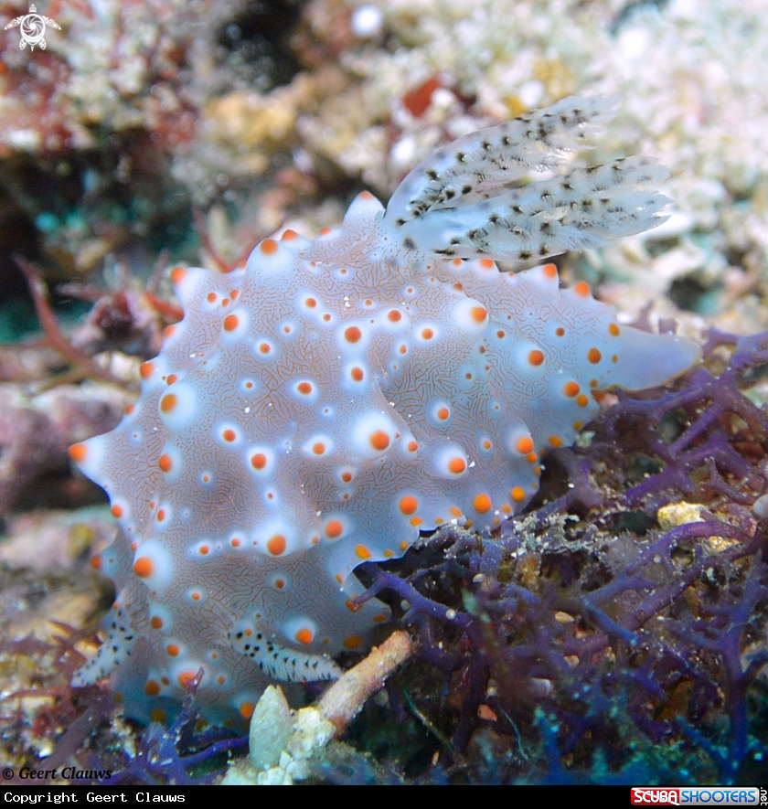 A Nudibranch