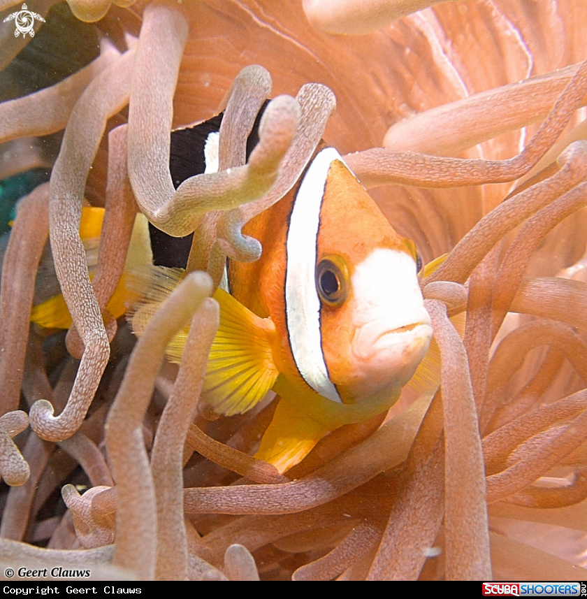 A Clown Fish