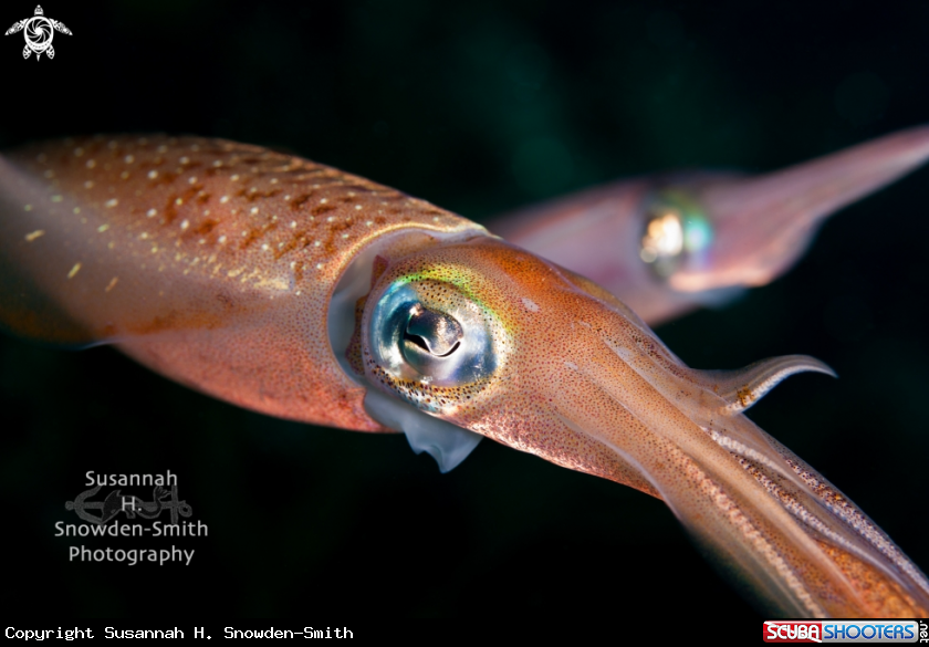 A Caribbean Reef Squid