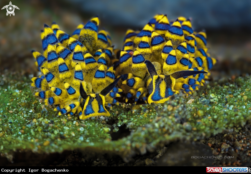 A Nudibranchs
