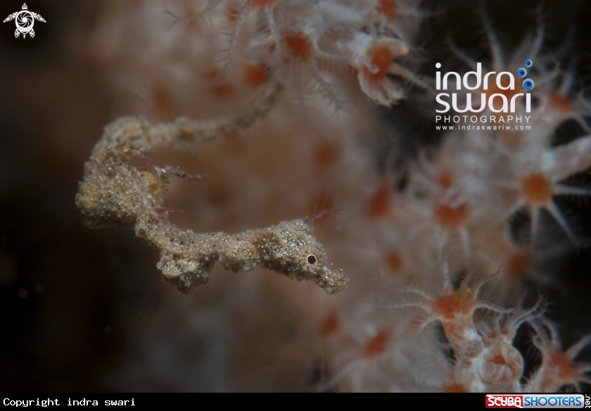 A pipe fish