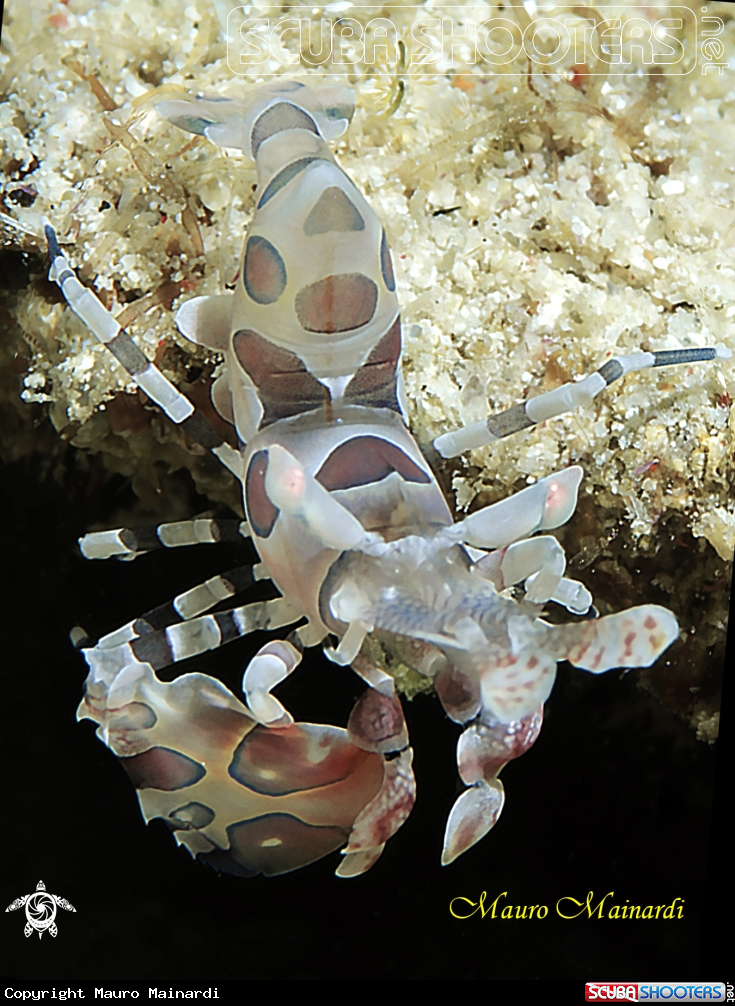 A Harlequin shrimp