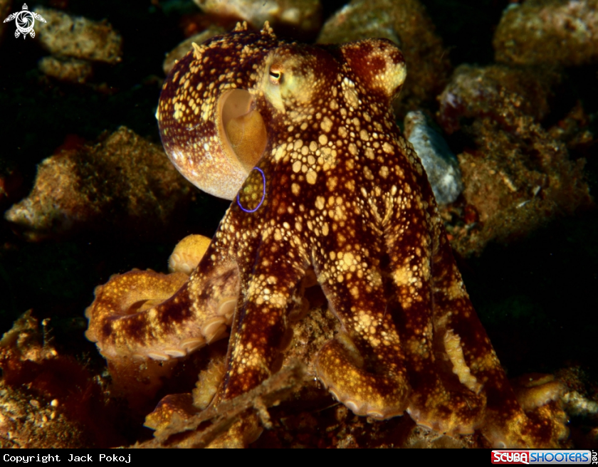 A Mototi octopus