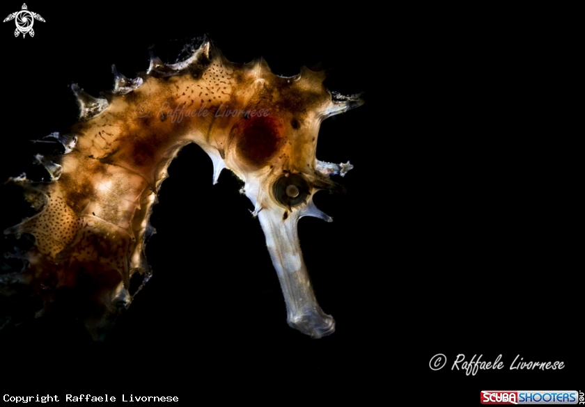 A Seahorse