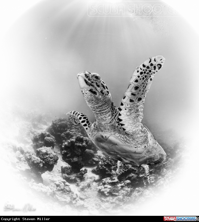 A Turtle