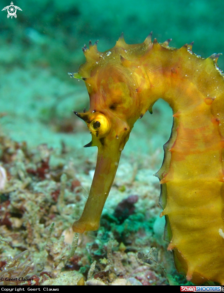 A Seahorse