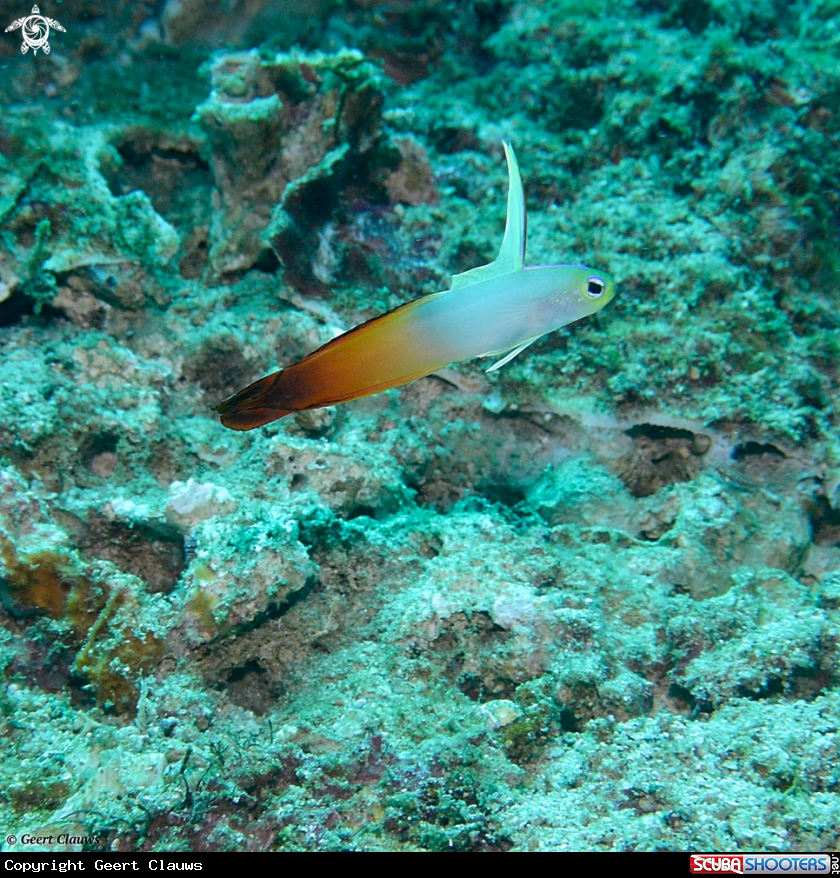 A Goby