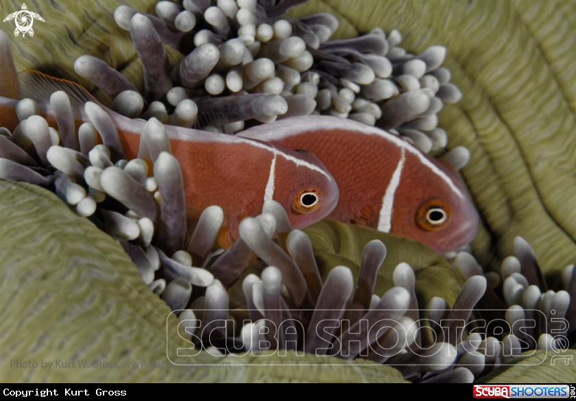 A Nemo