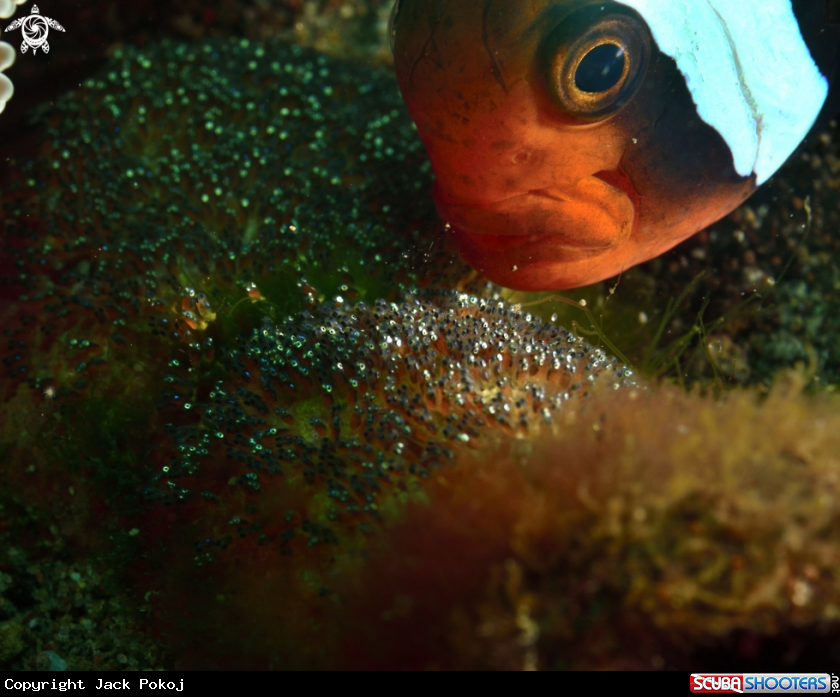 A Clownfish