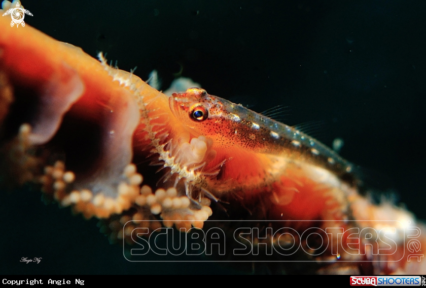 A Helcogramma gymnauchen