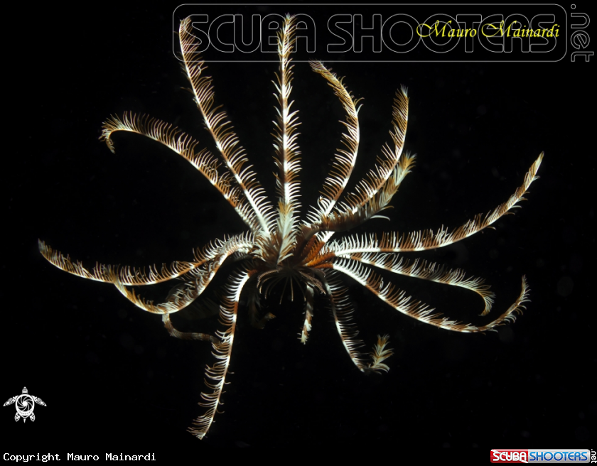 A Crinoid
