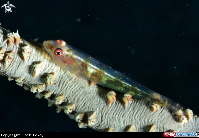 A Whip coral goby