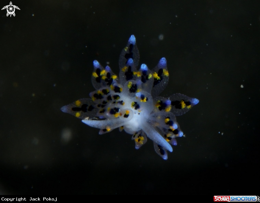 A Stiliger sp.