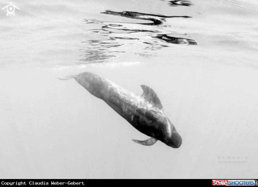 A pilot whale 
