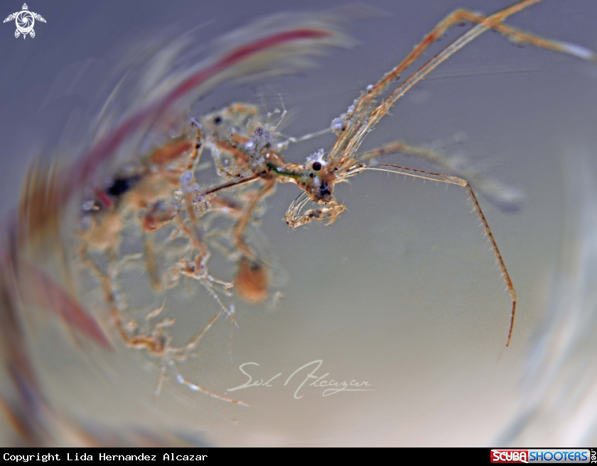 A skeleton shrimp