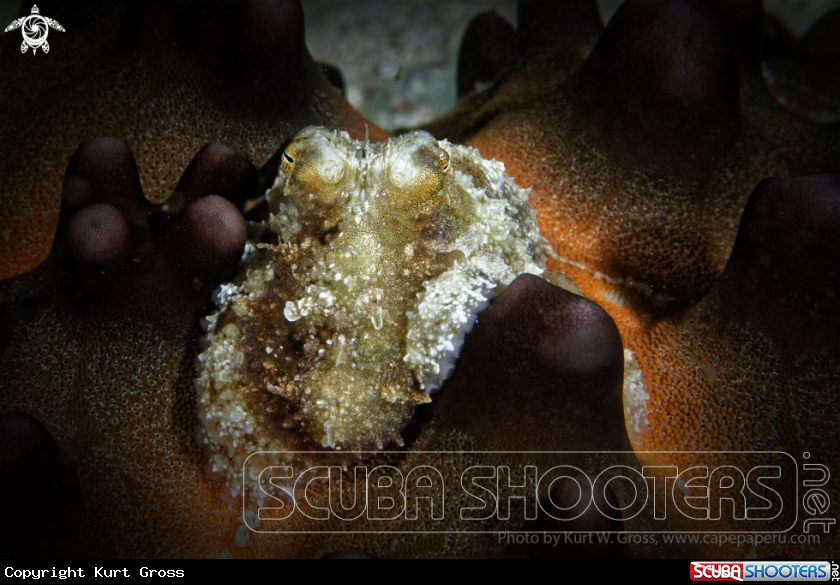 A Octopus