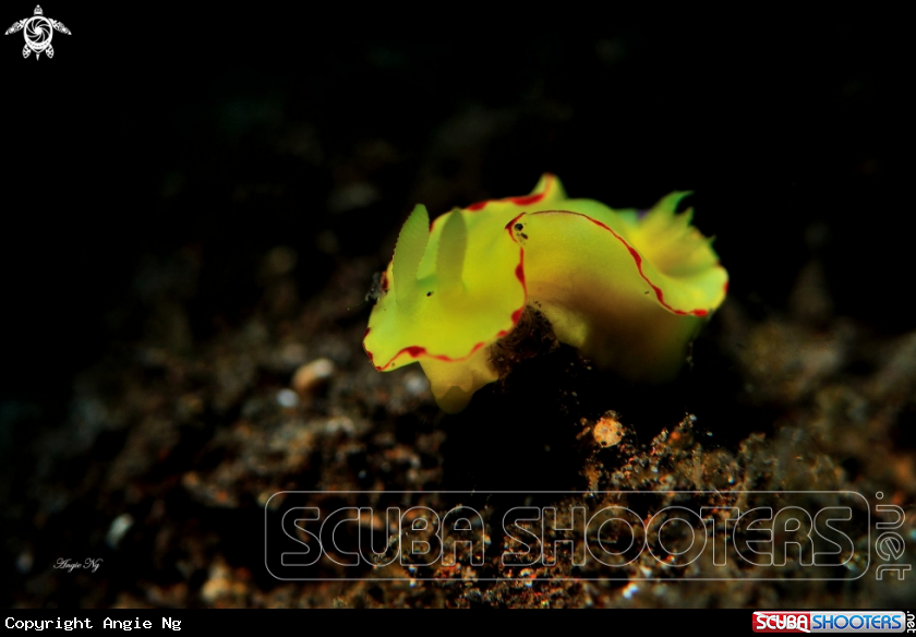 A Nudi