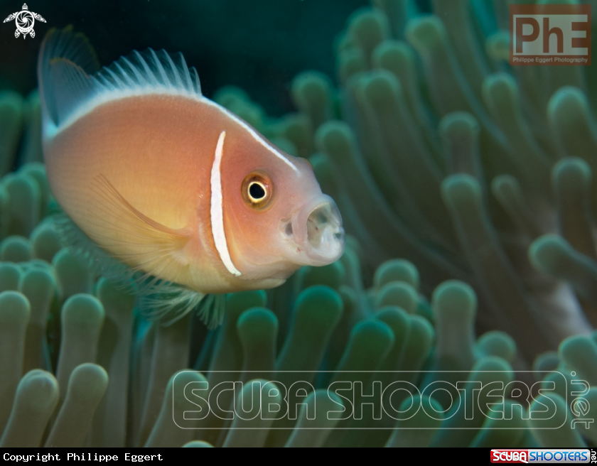 A Skunk Clownfish