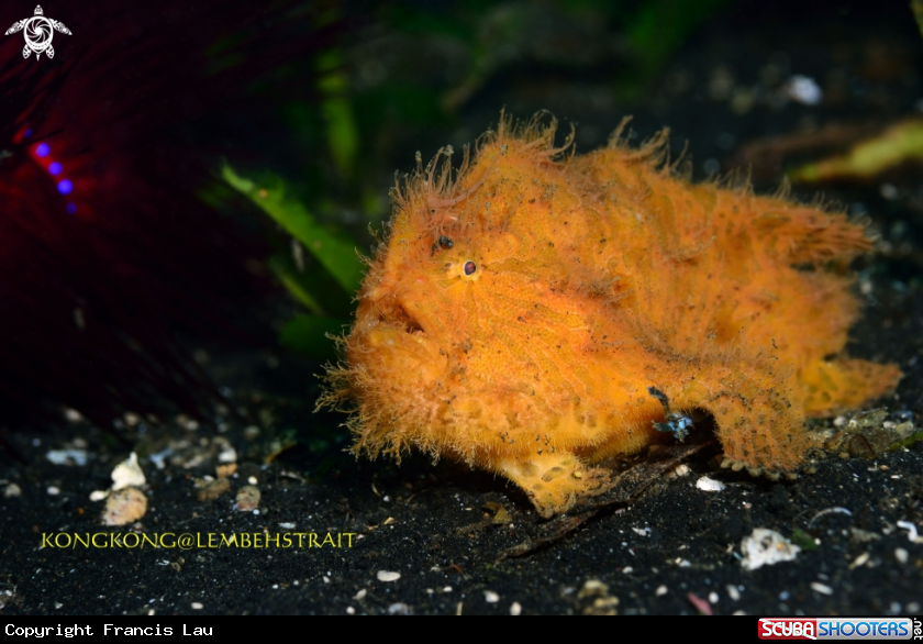 A Hairy Frogfish