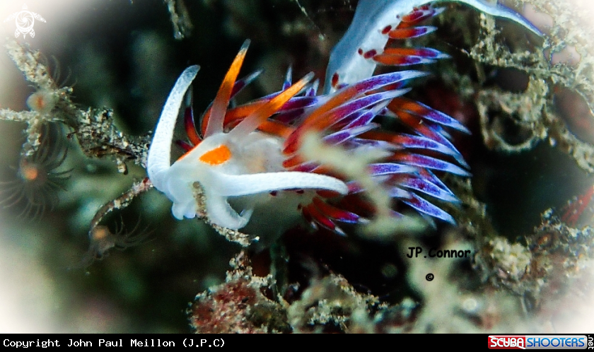 A Doris peregrina 