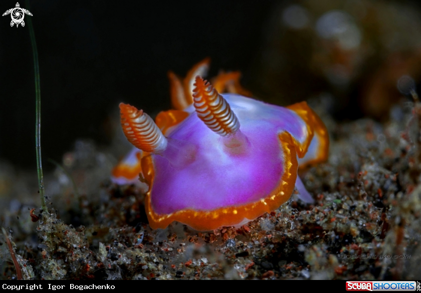 A Nudibranchs