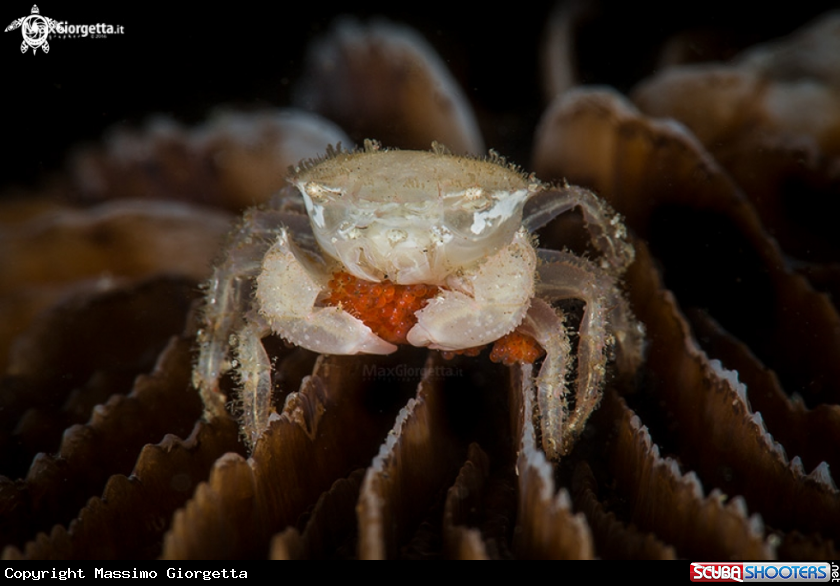 A crab 