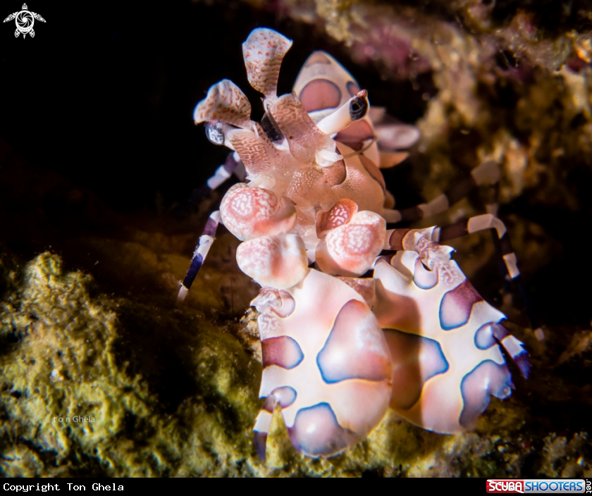 A Harliquin shrimp...