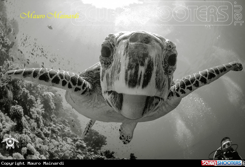 A Turtle
