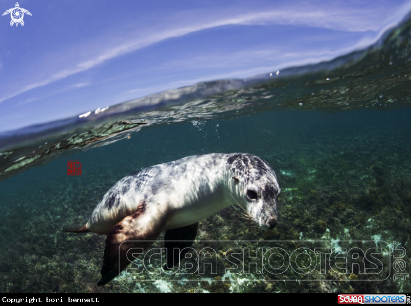 A Seal Lion