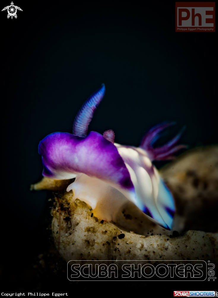 A Nudibranch