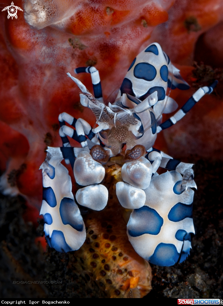 A Hymenocera picta