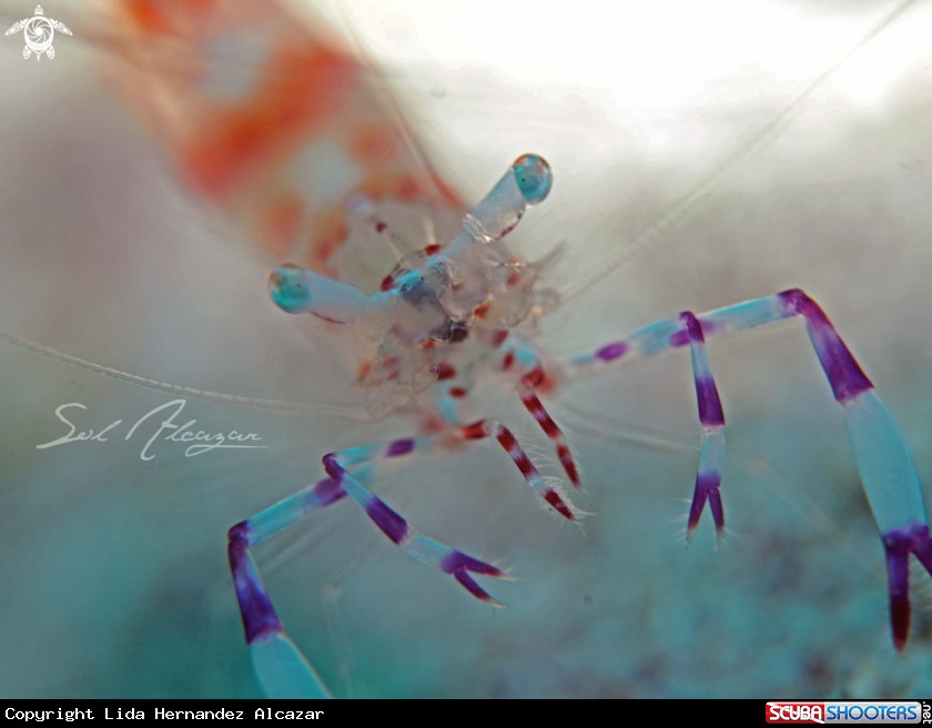 A glass shrimp  