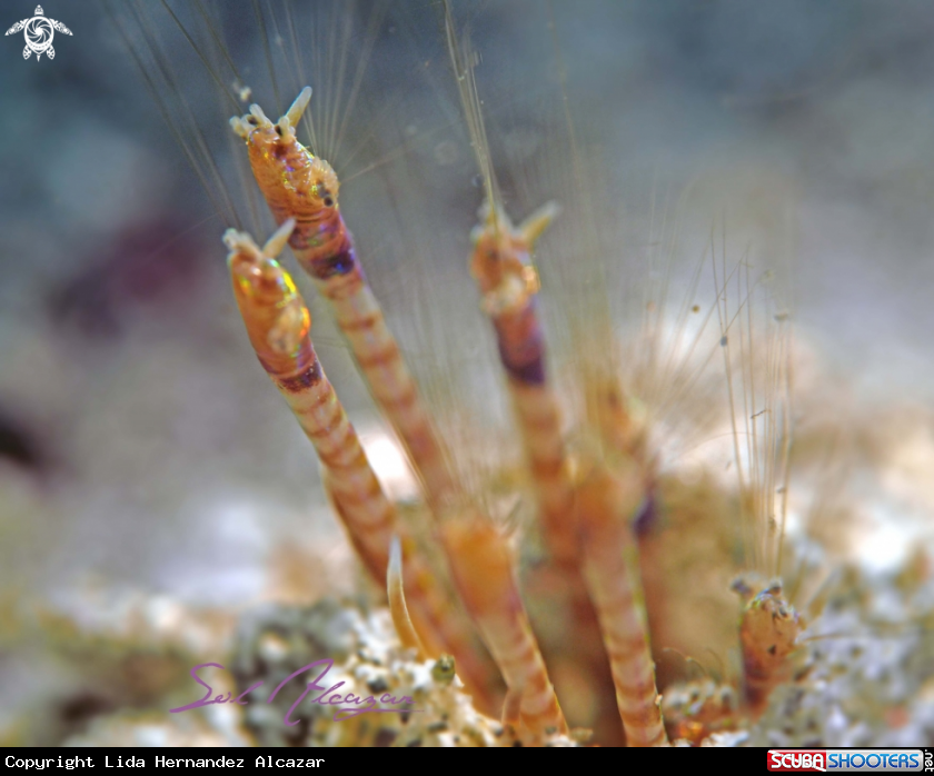 A Bobbit worm