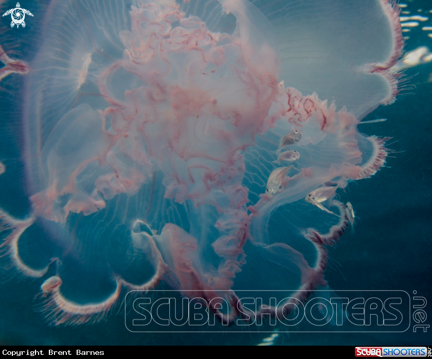 A Moon Jellyfish
