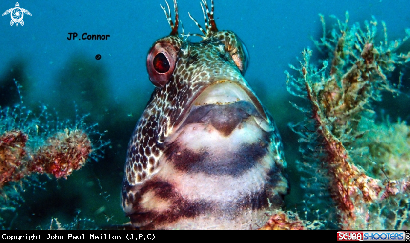 A BLENNIE PILICORNE