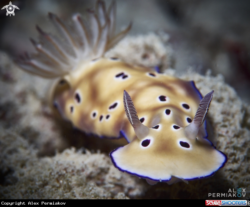 A Nudibranch
