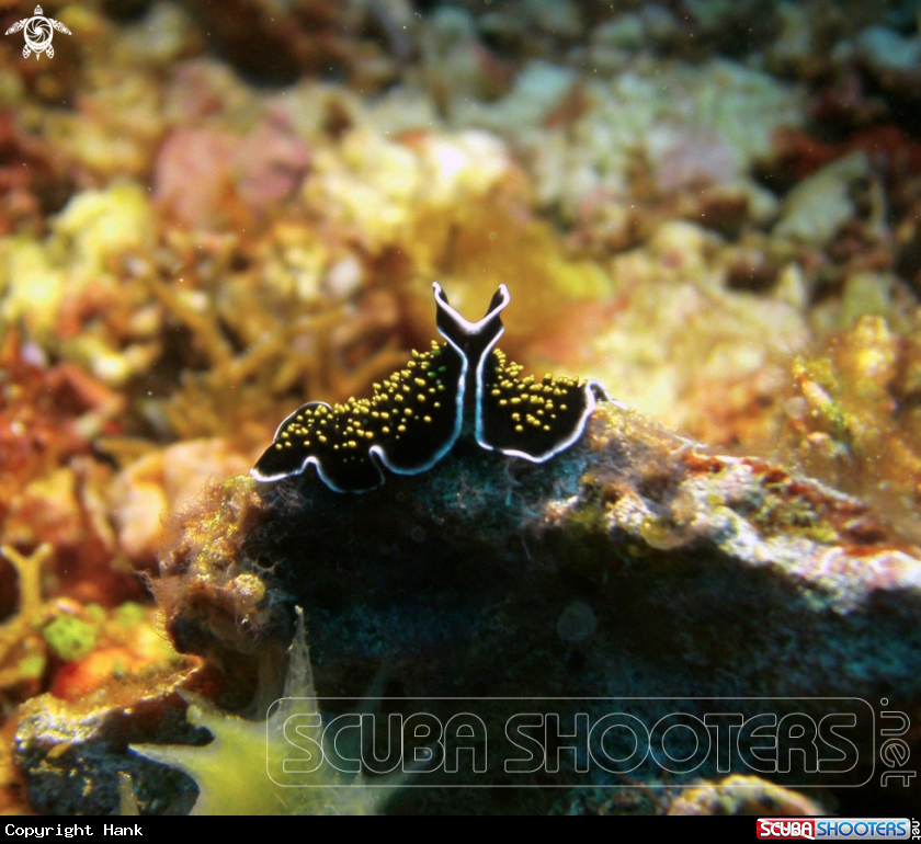 A Flatworm