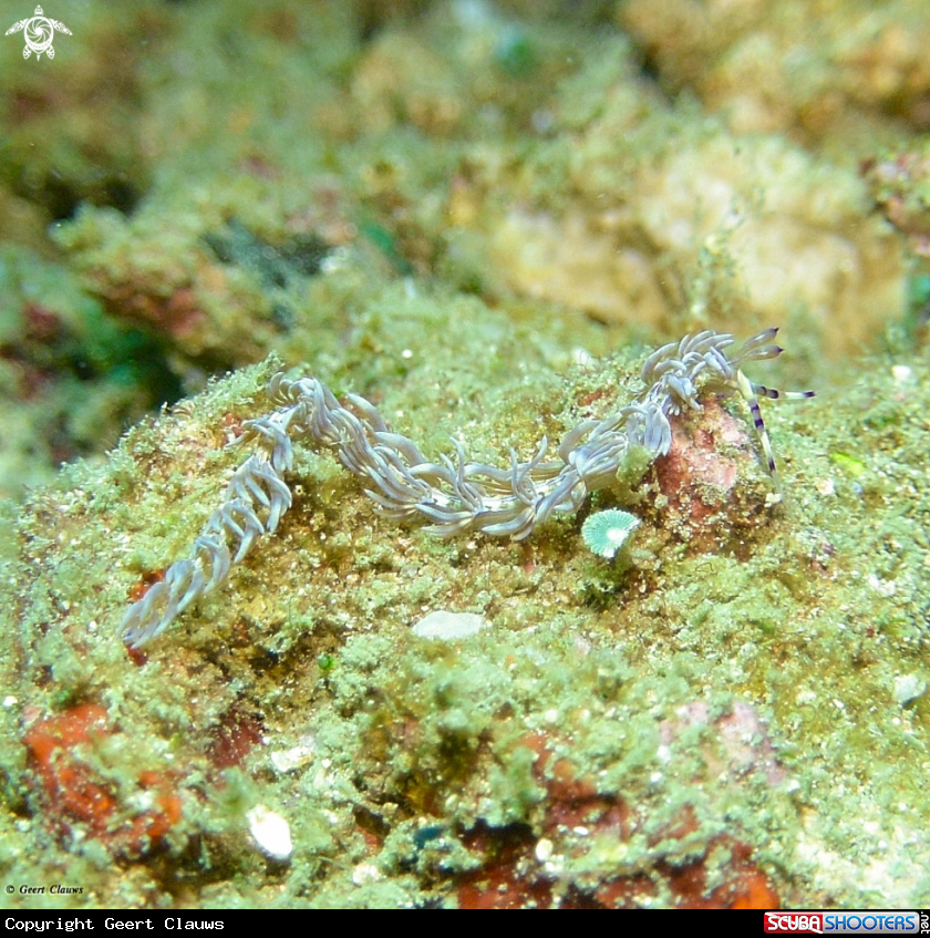 A Nudibranch