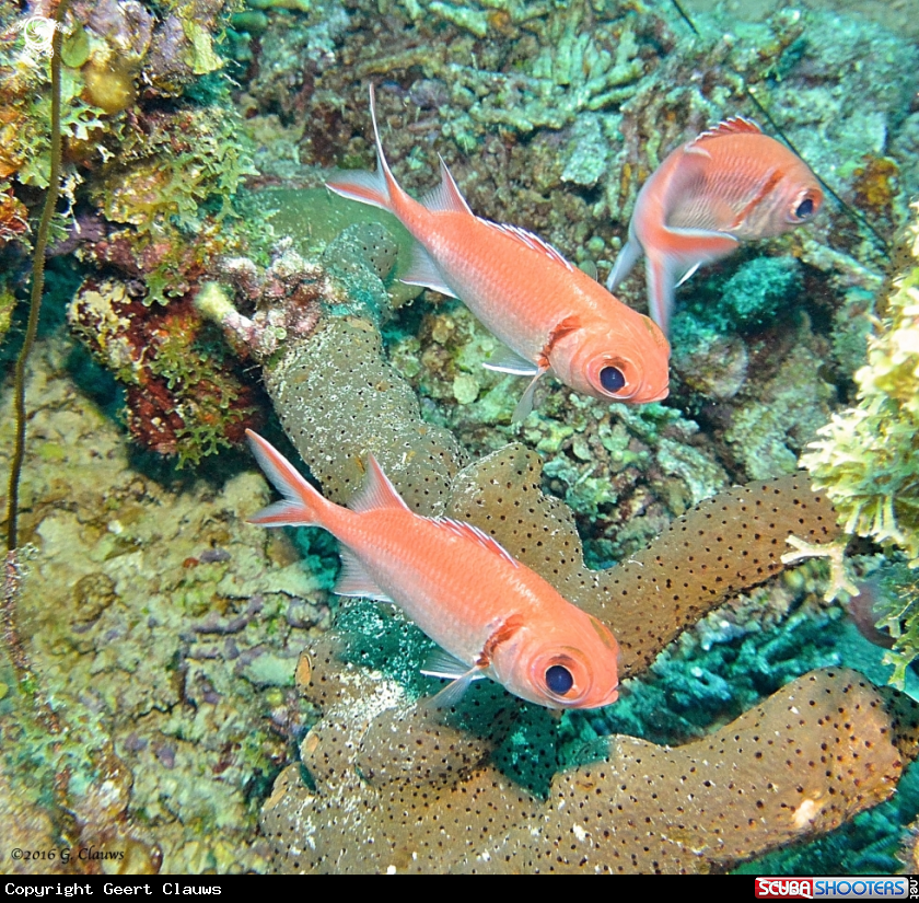 A Soldier Fish