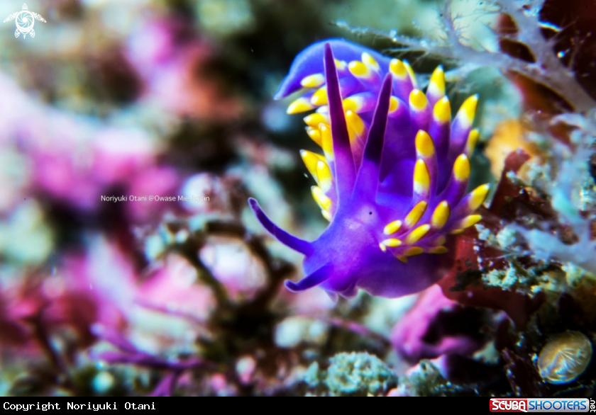 A Nudibranch