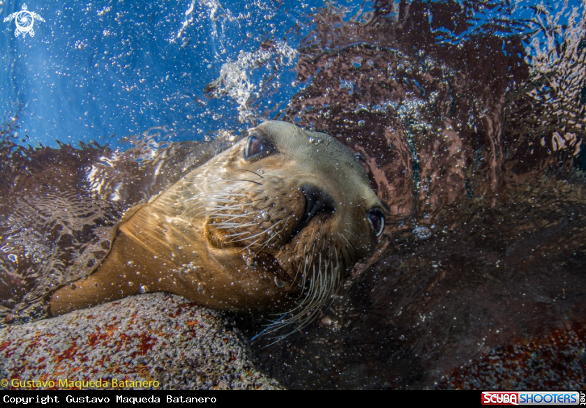 A Sea Lion