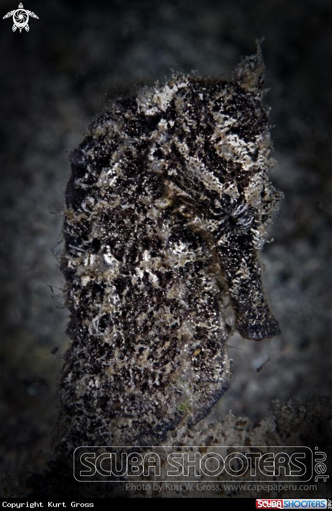 A Molukken Sea Horse