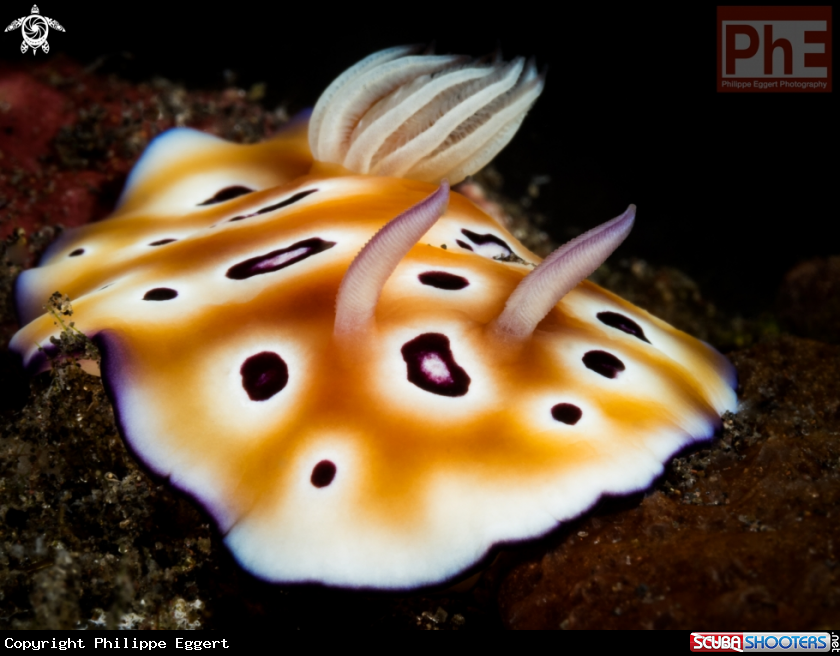 A Nudibranch
